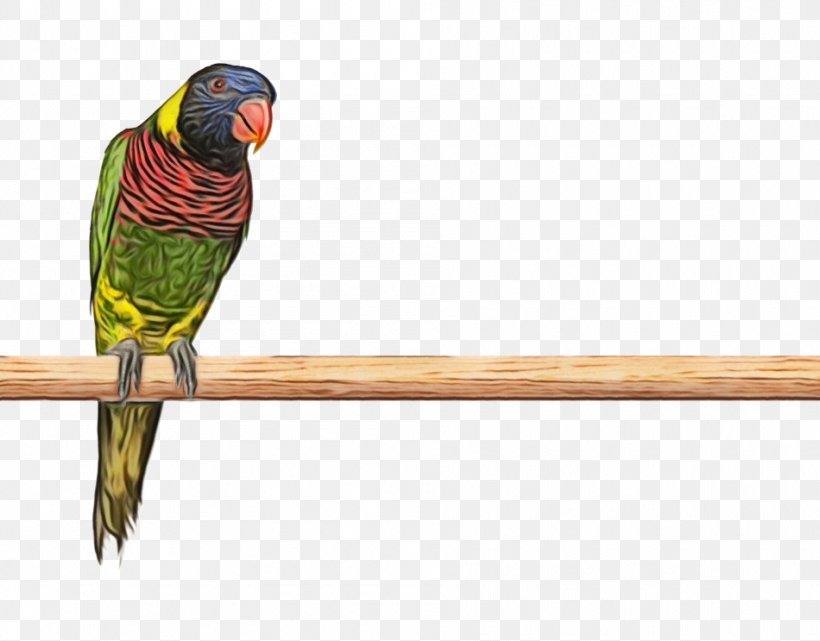 Bird Parrot, PNG, 950x743px, Macaw, Beak, Bird, Budgie, Feather Download Free