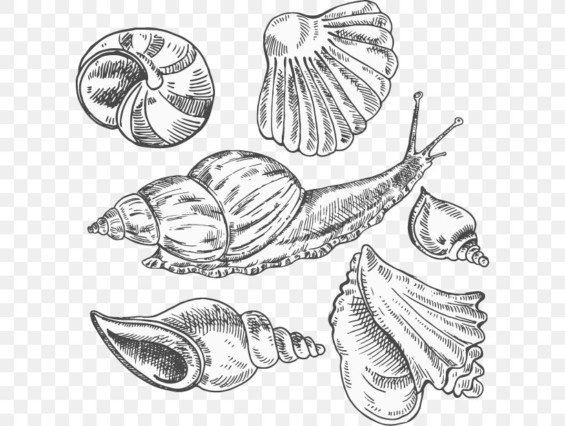 Conch Sea Snail Sketch, PNG, 600x618px, Conch, Artwork, Automotive Design, Black And White, Drawing Download Free