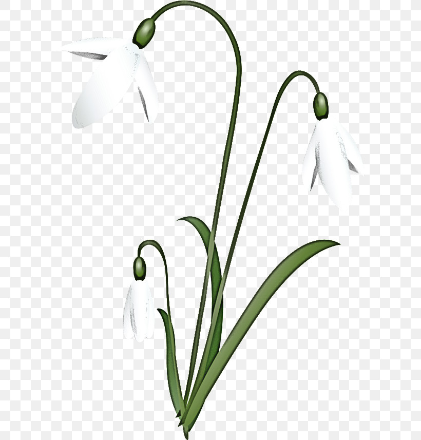 Flower Snowdrop Plant Stem Bud Flora, PNG, 600x857px, Flower, Bud, Flora, Painting, Plant Download Free