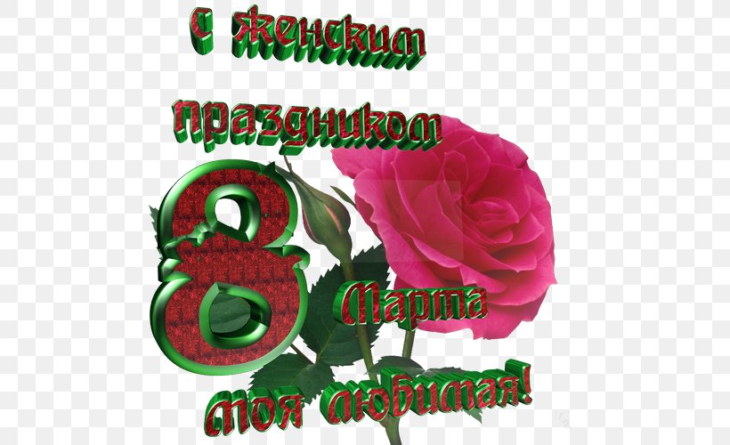 Garden Roses Odnoklassniki Text Holiday 8 March, PNG, 500x500px, 8 March, Garden Roses, Birthday, Blog, Cut Flowers Download Free