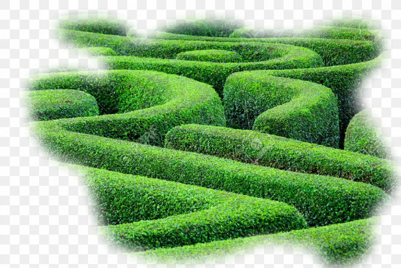 Hedge Maze Labyrinth Plant Shrub, PNG, 1260x843px, Maze, Bedding, Garden, Grass, Green Download Free
