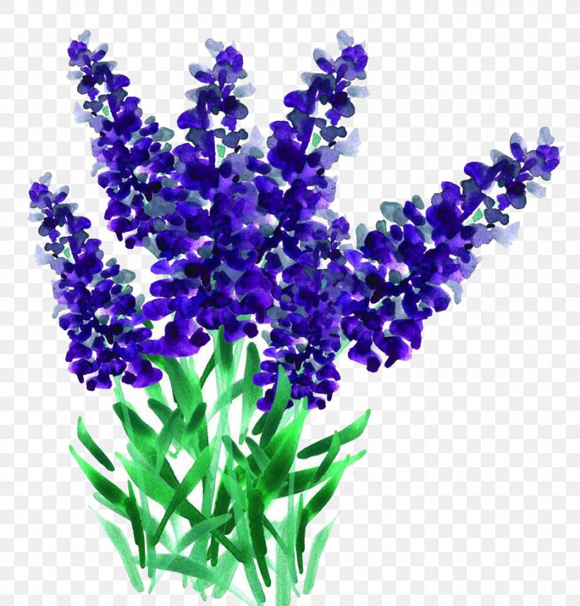 Lavender, PNG, 925x966px, Lavender, Bluebonnet, Color, Common Sage, Cut Flowers Download Free
