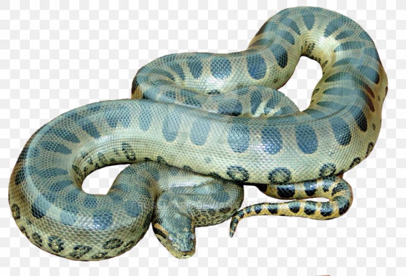 Snake Green Anaconda Clip Art, PNG, 900x613px, Snake, Anaconda, Boa Constrictor, Boas, Colubridae Download Free