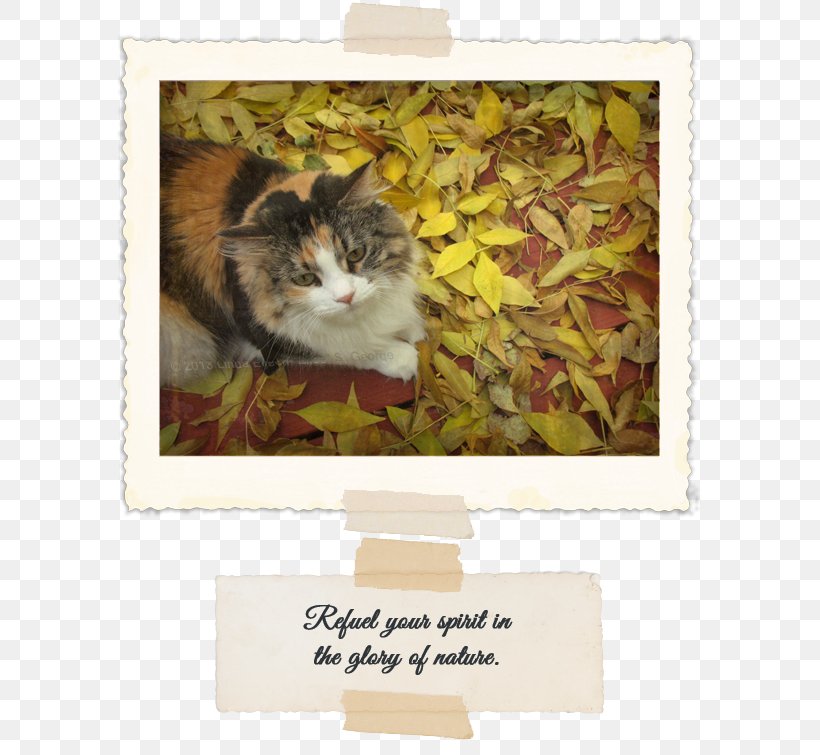 Whiskers Kitten Tabby Cat Picture Frames, PNG, 606x755px, Whiskers, Cat, Cat Like Mammal, Fauna, Kitten Download Free