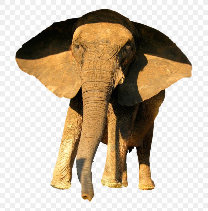 African Elephant Animal Indian Elephant, PNG, 888x900px, African Elephant, Animal, Asian Elephant, Circus, Deviantart Download Free