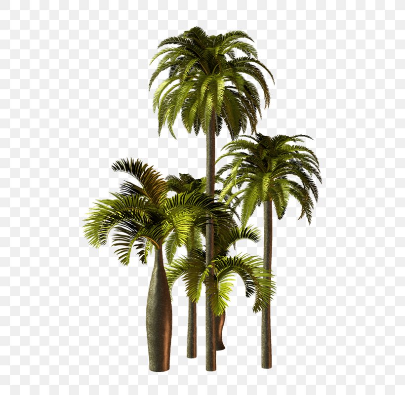 Asian Palmyra Palm Arecaceae Babassu Oil Palms Clip Art, PNG, 570x800px, Asian Palmyra Palm, Areca Nut, Areca Palm, Arecaceae, Arecales Download Free