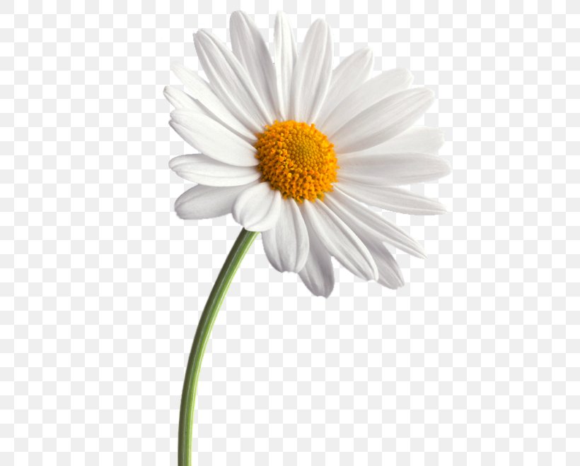 Common Daisy Flower Daisy Family Transvaal Daisy, PNG, 474x660px, Common Daisy, Aster, Chamaemelum Nobile, Chamomile, Chrysanthemum Download Free