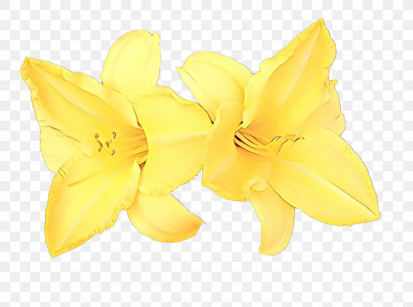 Common Evening-primrose, PNG, 2287x1702px, Common Eveningprimrose, Amaryllis Belladonna, Amaryllis Family, Evening Primrose, Evening Primrose Family Download Free