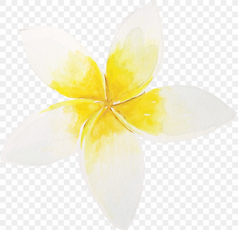 Flower Yellow White Petal Horizontal Composition, PNG, 1697x1647px, Watercolor, Copy Space, Dew, Flower, Frangipani Download Free