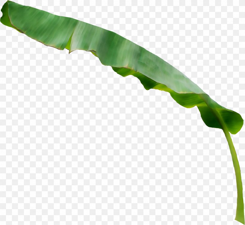Leaf Caterpillar Inc. Plant Stem, PNG, 2177x2001px, Leaf, Anthurium, Arum Family, Botany, Caterpillar Inc Download Free