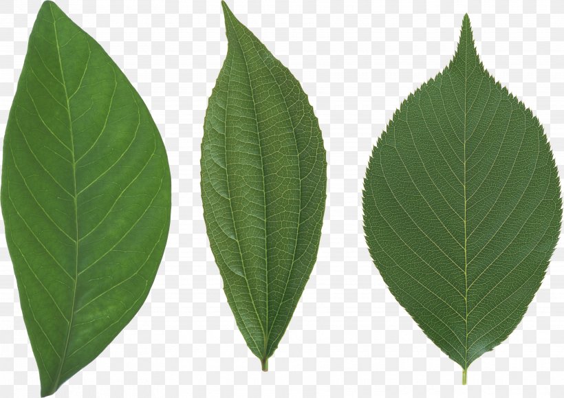 Leaf Tree Papua New Guinea, PNG, 3520x2487px, Leaf, Color, Green, Kilobyte, Maple Leaf Download Free