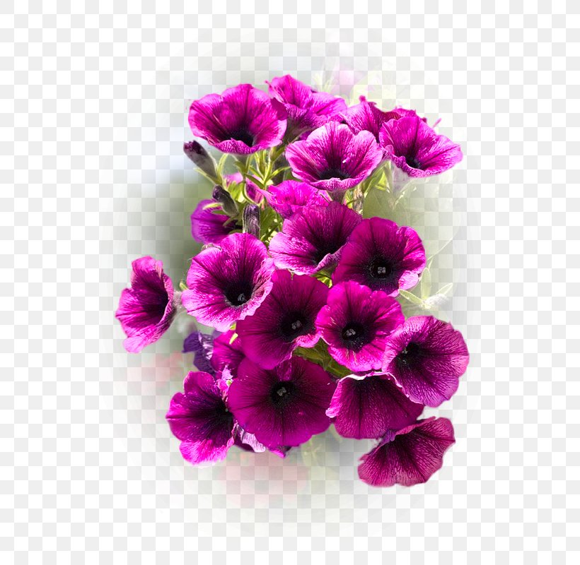 Crane's-bill Anemone Cut Flowers Annual Plant Violet, PNG, 600x800px, Anemone, Annual Plant, Cut Flowers, Family, Flower Download Free