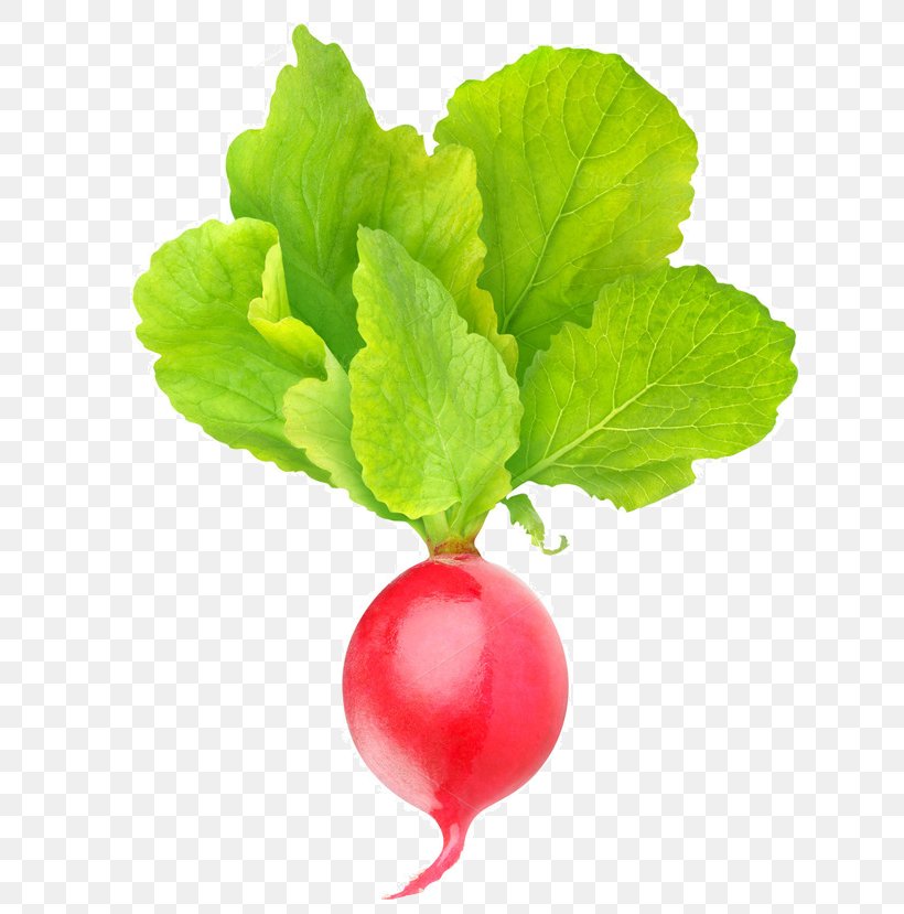 Stock Photography Vegetable Food Spring Greens Garden Radish, PNG, 680x829px, Stock Photography, Beet, Beetroot, Can Stock Photo, Diet Food Download Free