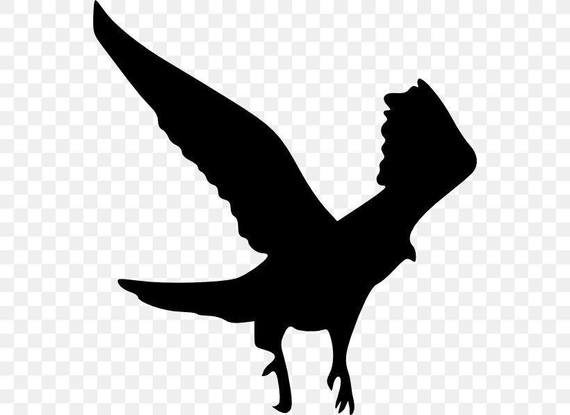 Bird Bald Eagle Gulls Silhouette Clip Art, PNG, 552x597px, Bird, Bald Eagle, Beak, Bird Flight, Bird Of Prey Download Free