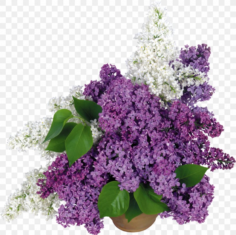 Common Lilac Vase Desktop Wallpaper Flower, PNG, 1200x1196px, Common Lilac, Annual Plant, Branch, Ceramic, Color Download Free