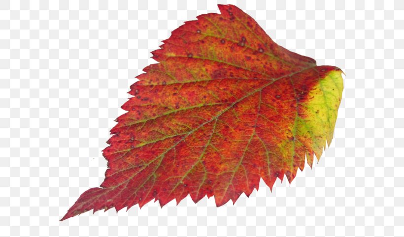 Maple Leaf, PNG, 600x482px, Maple Leaf, Autumn, Leaf, Maple, Plant Download Free