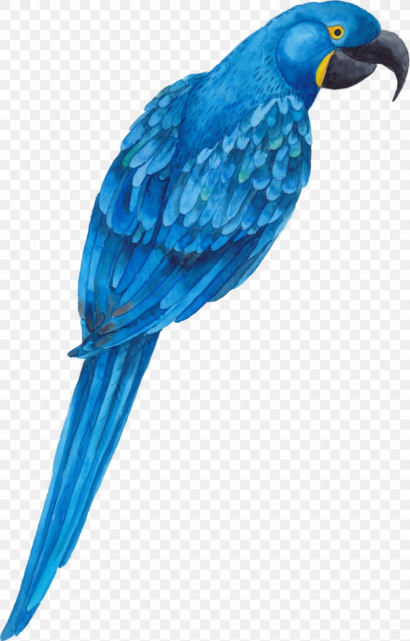 Parrot Bird, PNG, 2554x3998px, Parrot, Beak, Bird, Bluebird, Cobalt Blue Download Free