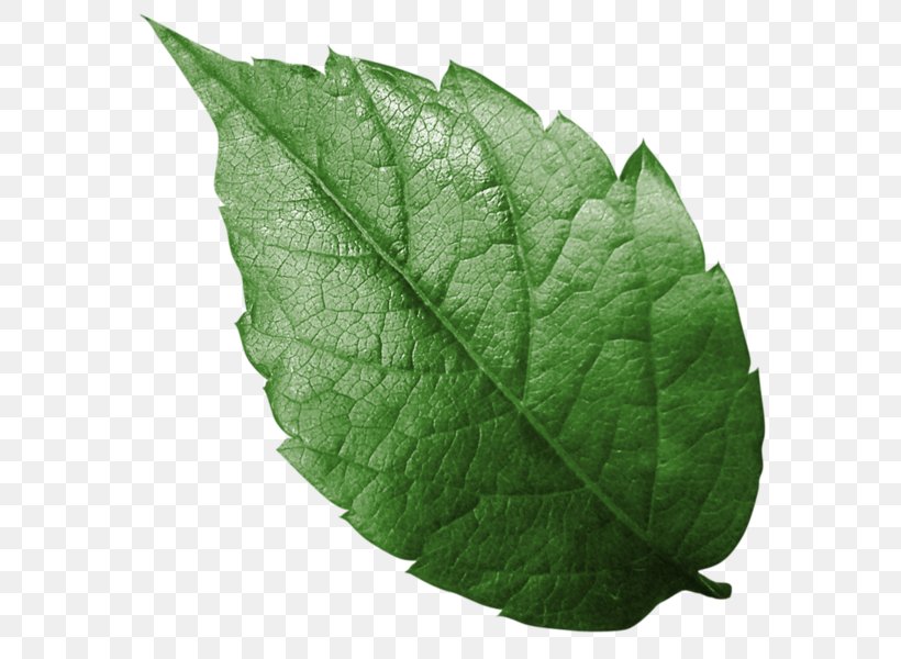 Clip Art Image Leaf Desktop Wallpaper, PNG, 600x600px, Leaf, Branch, Drawing, Flower, Flowering Plant Download Free