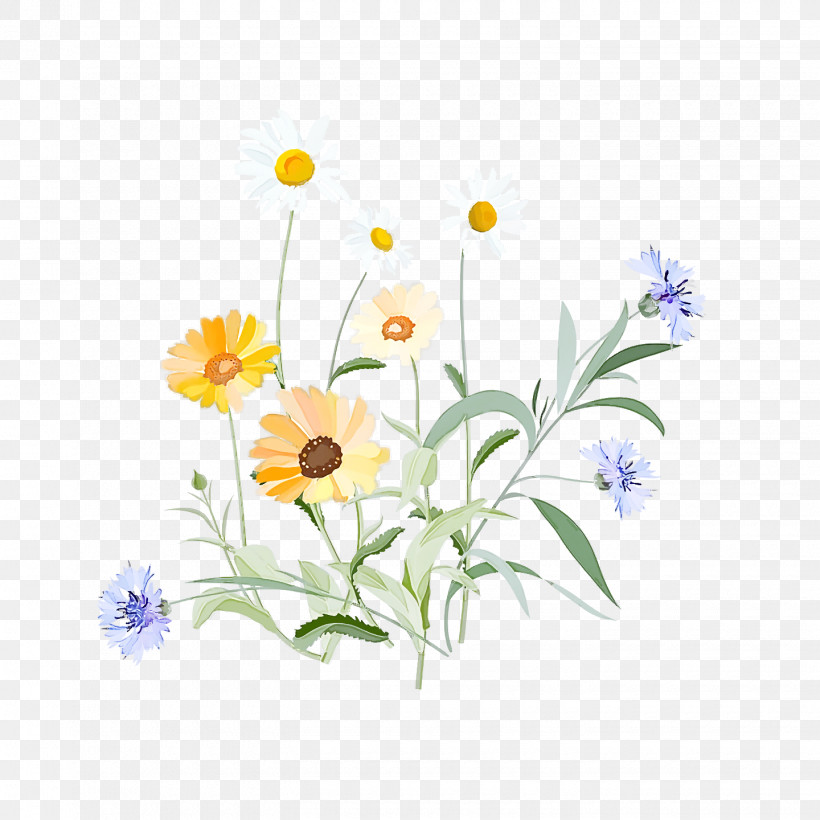 Spring, PNG, 1440x1440px, Spring, Aster, Camomile, Chamomile, Daisy Download Free