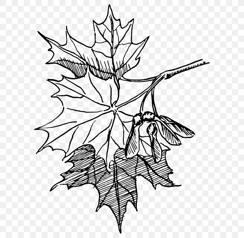 Sugar Maple Drawing Maple Leaf Line Art, PNG, 619x800px, Sugar Maple, Artwork, Autumn Leaf Color, Black And White, Branch Download Free