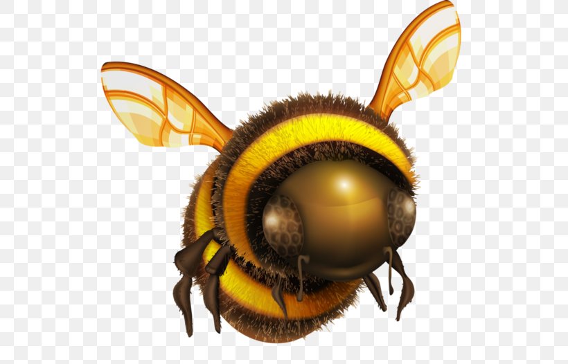Honey Bee Insect Clip Art, PNG, 600x526px, Bee, Arthropod, Colony Collapse Disorder, Honey Bee, Honeycomb Download Free