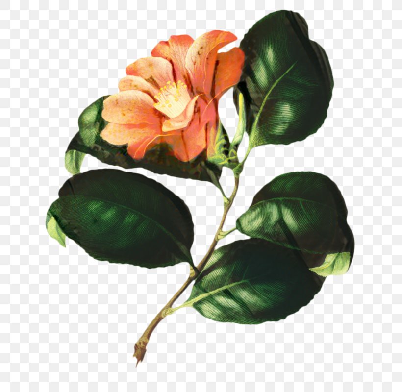 Flower Art Watercolor, PNG, 684x800px, Drawing, Anthurium, Artificial Flower, Bud, Camellia Download Free