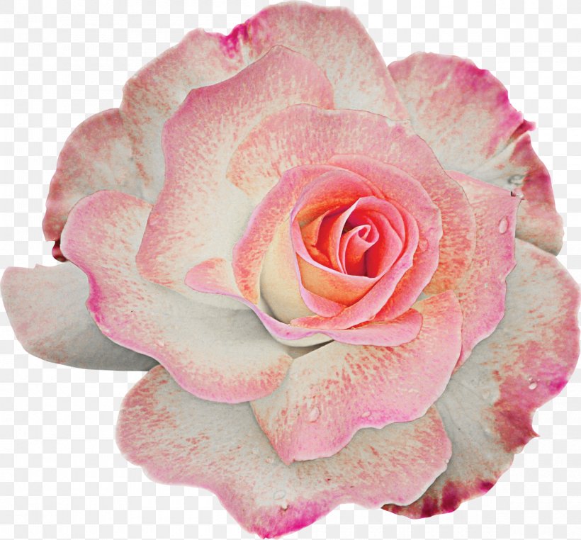 Flower Garden Roses Centifolia Roses Clip Art, PNG, 1200x1116px, Flower, Centifolia Roses, Close Up, Cut Flowers, Floribunda Download Free