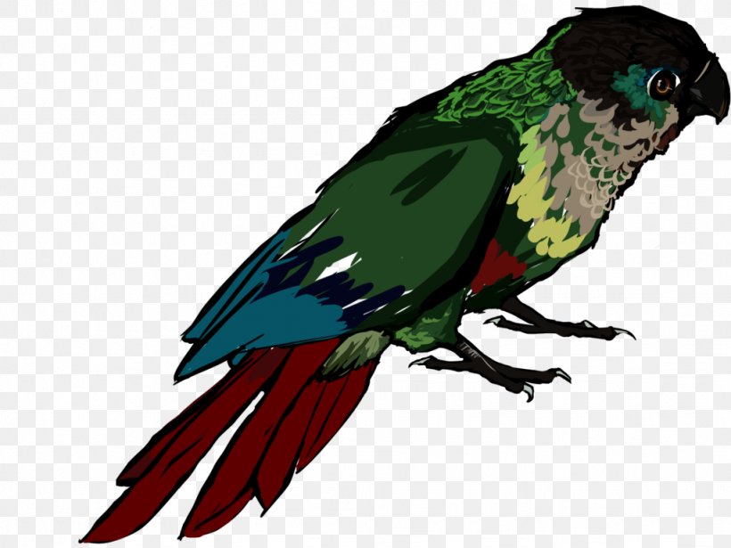 Macaw Beak Feather Clip Art Fauna, PNG, 1024x768px, Macaw, Beak, Bird, Fauna, Feather Download Free