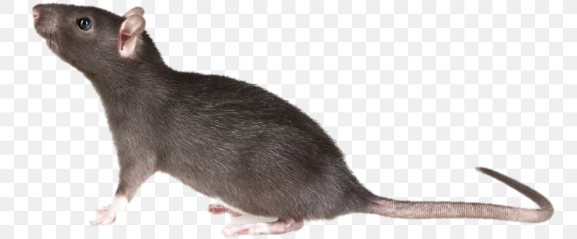 Mouse Brown Rat Rodent Black Rat Pest, PNG, 800x340px, Mouse, Black Rat, Brown Rat, Dreamstime, Fancy Mouse Download Free