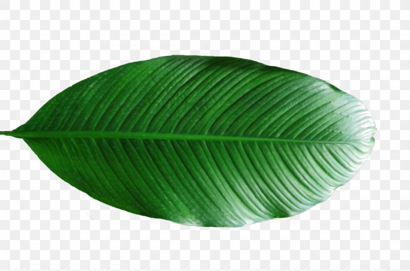 Banana Leaf Green, PNG, 1098x727px, Banana Leaf, Banana, Green, Leaf, Plant Download Free