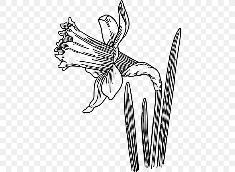 Drawing Daffodil Line Art Clip Art, PNG, 444x600px, Drawing, Artwork, Black And White, Branch, Daffodil Download Free