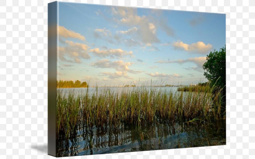 Marsh Canvas Print Ecosystem Painting Picture Frames, PNG, 650x513px, Marsh, Art, Bayou, Canvas, Canvas Print Download Free