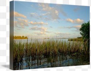 Beverly Marsh Art - Marsh Canvas Print Ecosystem Painting Picture Frames PNG