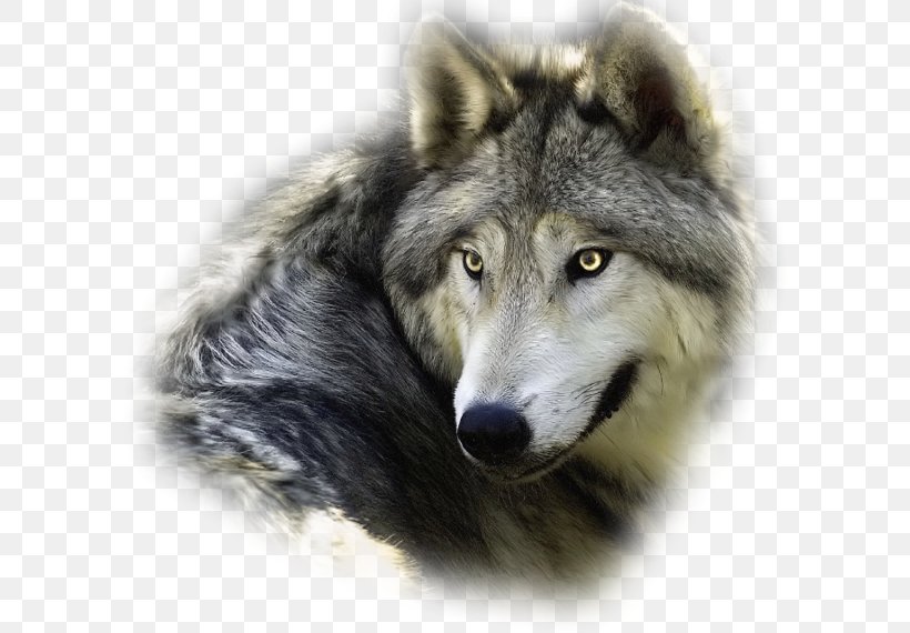 Utonagan Animal WolfQuest Presentation Siberia, PNG, 600x570px, Utonagan, Animal, Canis Lupus Tundrarum, Descendants, Dog Download Free