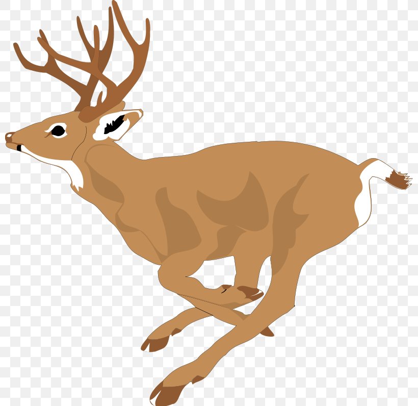 White-tailed Deer Running Clip Art, PNG, 800x796px, Deer, Antler, Cuteness, Deer Hunting, Drawing Download Free