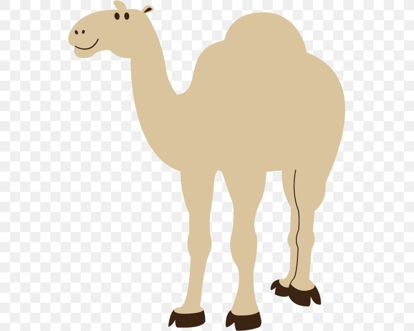 Clip Art Bactrian Camel Dromedary Image Free Content, PNG, 549x656px, Bactrian Camel, Animal, Arabian Camel, Camel, Camel Like Mammal Download Free