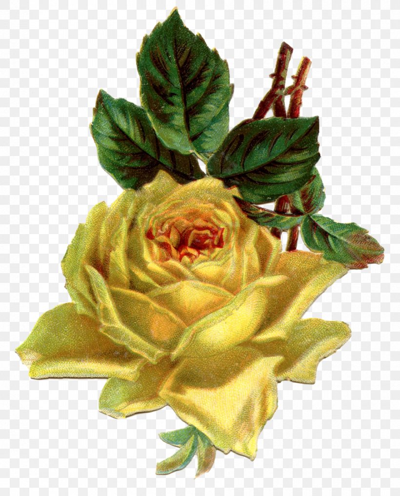 Clip Art Yellow Antique Flower Rose, PNG, 900x1117px, Yellow, Antique, Color, Cut Flowers, Floral Design Download Free