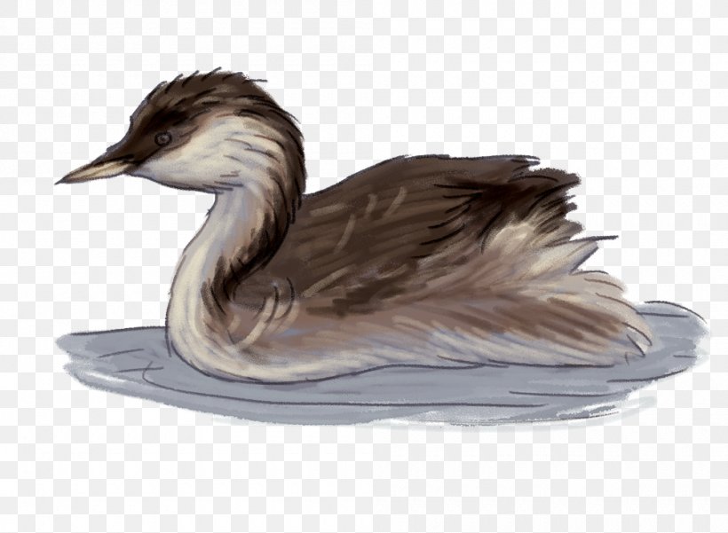 Duck Goose Bird Wetland Grebe, PNG, 1000x734px, Duck, Beak, Bird, Cormorant, Ducks Geese And Swans Download Free