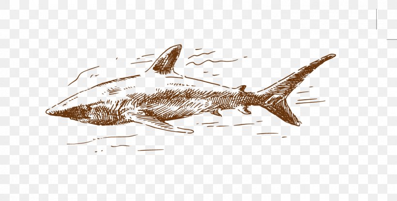 Shark Euclidean Vector, PNG, 1457x738px, Shark, Drawing, Element, Fauna, Fish Download Free