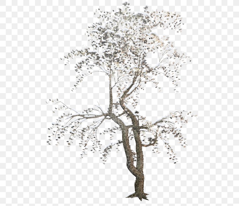 Tree Forest Clip Art, PNG, 600x708px, Tree, Advertising, Black And White, Branch, Flora Download Free