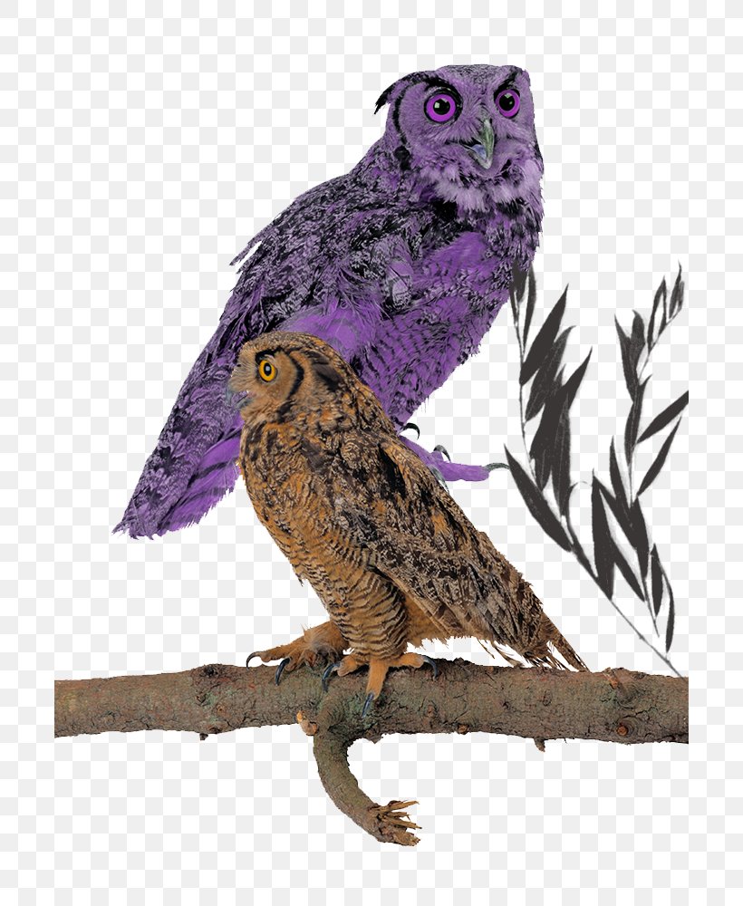 Great Grey Owl Wall Decal Beak Feather, PNG, 700x1000px, Great Grey Owl, Beak, Bird, Bird Of Prey, Creativity Download Free