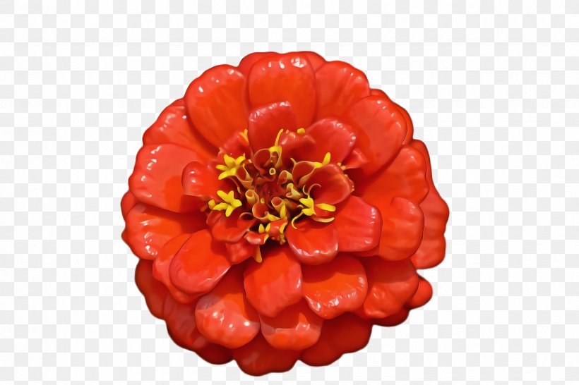 Marigold Flower, PNG, 2448x1632px, Marigold, Berry, Bloom, Blossom, Cloudberry Download Free