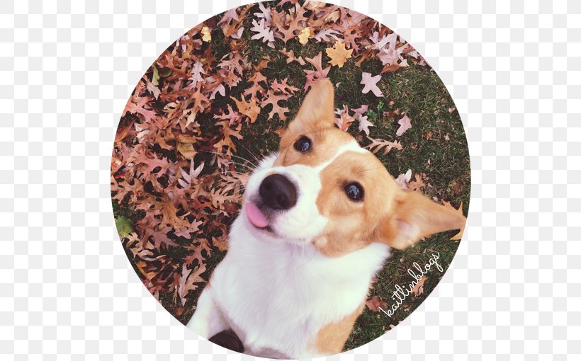 Pembroke Welsh Corgi Puppy Dog Breed Companion Dog, PNG, 510x510px, Pembroke Welsh Corgi, Breed, Christmas, Christmas Ornament, Companion Dog Download Free