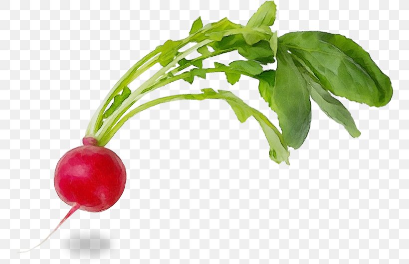 Plant Flower Radish Food Natural Foods, PNG, 758x530px, Watercolor, Flower, Flowering Plant, Food, Herb Download Free