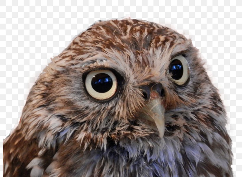 Clip Art Desktop Wallpaper Bird True Owl, PNG, 800x600px, Bird, Beak, Bird Of Prey, Close Up, Digital Image Download Free