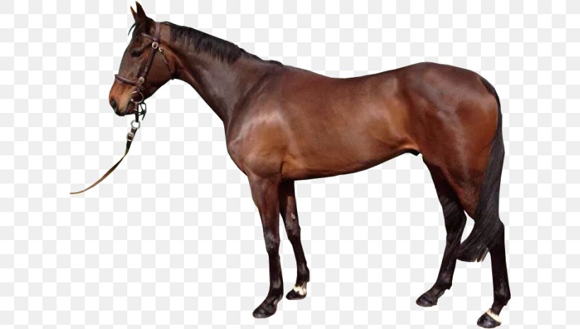 Spanish Mustang Stallion Thoroughbred Arabian Horse, PNG, 624x466px, Mustang, Arabian Horse, Bridle, Colt, Halter Download Free