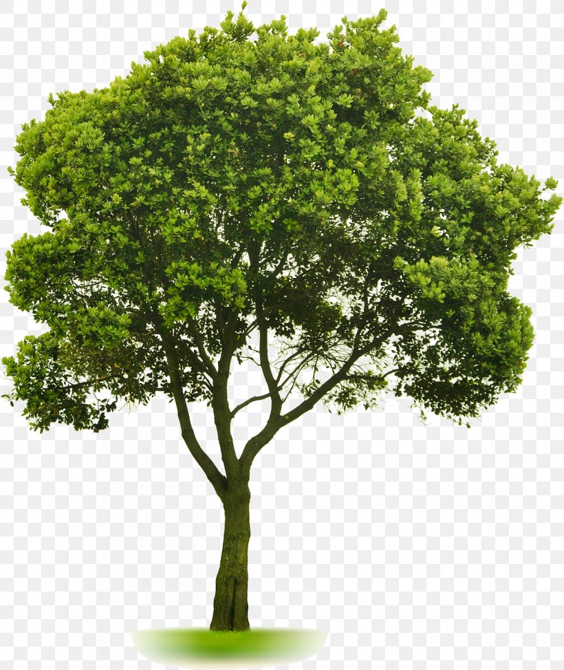 Tree Landscaping Lawn, PNG, 1195x1420px, Tree, Arborist, Branch, Garden