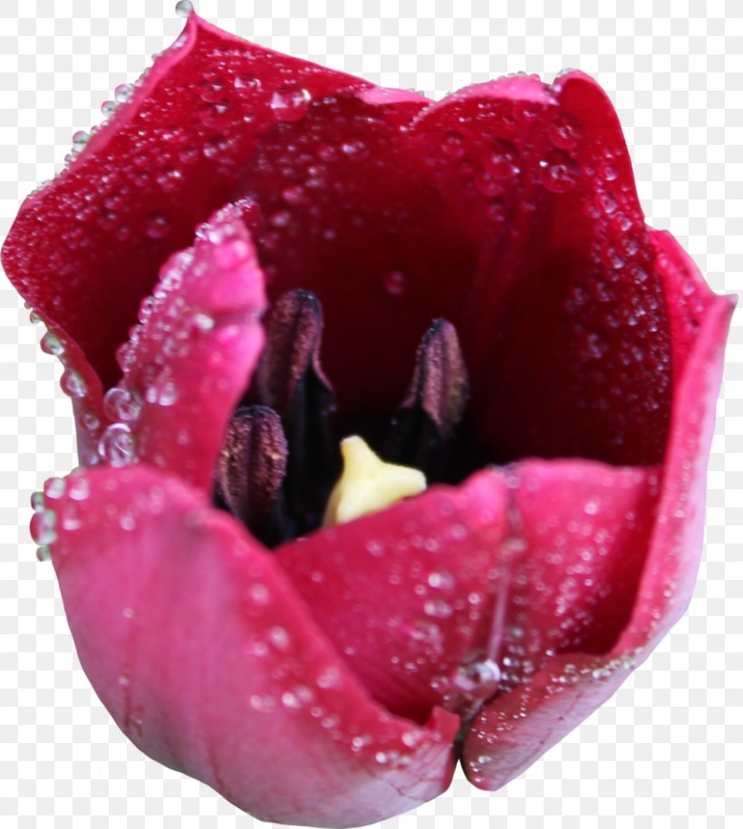 Tulip Flower Liliaceae Plant, PNG, 846x945px, Tulip, Close Up, Darkest Hour, Deviantart, Flower Download Free