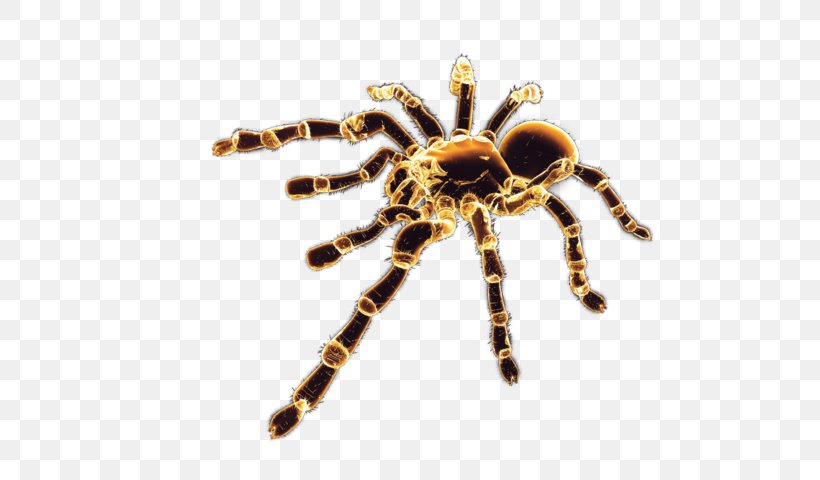 Black House Spider Arthropod, PNG, 640x480px, Spider, Arachnid, Araneus, Arthropod, Black House Spider Download Free