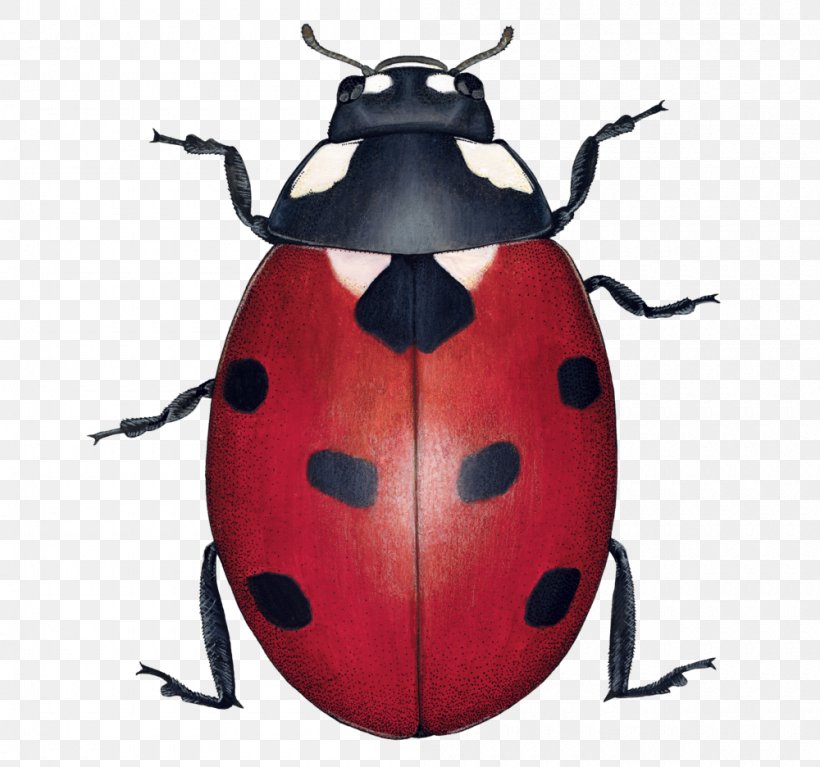 Ladybird Beetle Illustration Illustrator Graphic Design, PNG, 1000x936px, Ladybird Beetle, Arthropod, Beetle, Beneficial Insects, Farm Download Free